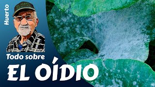 EL OIDIO Todo lo que necesitas saber sobre el oídio en las plantas [upl. by Anelis]