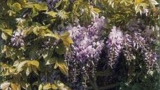 Plantes grimpantes  Bougainvillée Glycine Jasmin et Rhyncospermum [upl. by Faythe22]