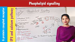 phospholipid signalling in hindi  IP3 DAG pathway  in plants  signal transduction  GPCR [upl. by Inaluahek]