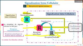 Séance 7 Signalisation Intracellulaire [upl. by Ziladnerb]