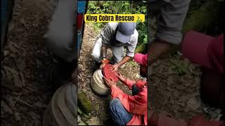 King Cobra Rescue from Nainital Home viral shortvideo rizz [upl. by Aicilif511]