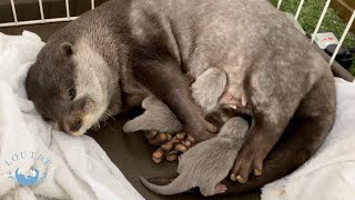 カワウソおつゆが出産しました！ Otter Gave Birth [upl. by Adnihc]