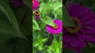 zinnia flower garden heaven in naumkeag mansion [upl. by Thynne]