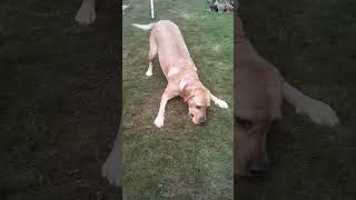 Fetch and play🥎🦴🐕dogloverlabradorviralshortsmustwatchmillionviews [upl. by Waters543]