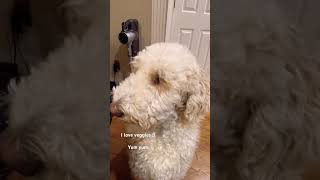 This is why my golden doodle is healthy  cute puppy [upl. by Hserus]