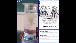 Offsets Pistiaspecimenbotanypractical [upl. by Zoller]