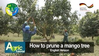 How to prune a mango tree engl [upl. by Jilli624]