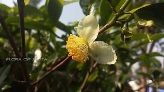 Camellia sinensis  Medicinal Uses Of Camellia sinensis  Tea Plant [upl. by Chaworth]