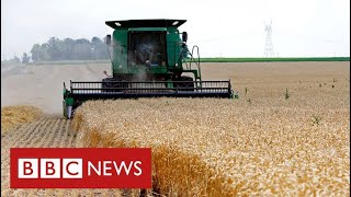 Ukraine War creating “global food crisis” says world trade body  BBC News [upl. by Niahs]