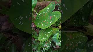 धूप नहीं आती तो उगाओ ये पौधा plant that dont need sunlight shortsvideo [upl. by Nwahsit]