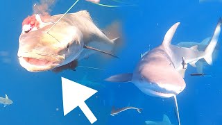 Using BULLETS on Fish UNDERWATER Hundreds of SHARKS Come After Us [upl. by Sueahccaz947]