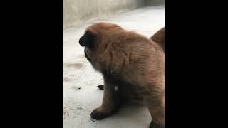 Puppies Belgian Shepherd Malinois  Reservations Canil Malirio malinois dogs [upl. by Eak185]