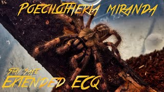 Poecilotheria Miranda [upl. by Cocks]