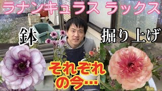 鉢と掘り上げ、それぞれの球根【ラナンキュラスラックス】【ガーデニング】【園芸のぶチャンネル】 [upl. by Farah]