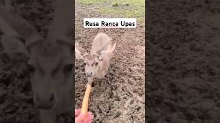 RUSA RANCA UPAS LEMBANG JAWA BARAT [upl. by Hedva]