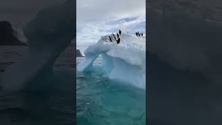 Penguins Dive In Formation [upl. by Ylelhsa752]