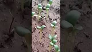 Vegetables Sproutfarmingshortsfeedtrending [upl. by Ainnat]