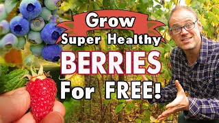 Grow Healthy Berries For Free 🫐 [upl. by Kat]