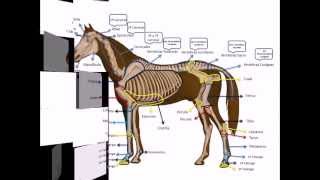 Osteología de un equino con Dheikson Bergmann [upl. by Montague15]