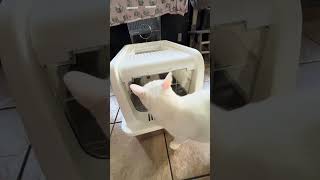 Game Changer How a Stainless Steel Litter Box Transformed My Cats Routine [upl. by Aicyle312]