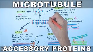 Accessory Proteins of Microtubule Cytoskeleton System [upl. by Gwendolyn]