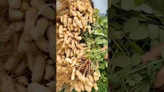 Old Couple’s Groundnut Harvest Will Blow Your Mind dairyfarmlife farming groundnut [upl. by Iht722]