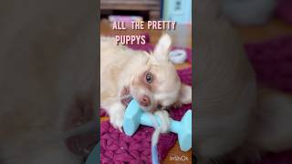 All The Pretty Puppys play like this ✨ cute pet pets chihuahua dog doglover puppy [upl. by Nosmoht]