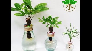 Water Bonsai Making 101 [upl. by Ahseki]