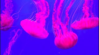 Phylum Cnidaria Part 1 Introduction and Broad Characteristics [upl. by Bromleigh]