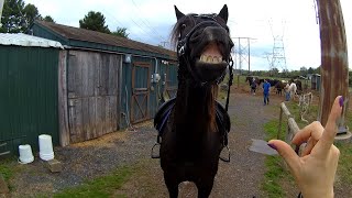 Big day for my baby horse Goodman saw the farrier and dentist [upl. by Wittie367]