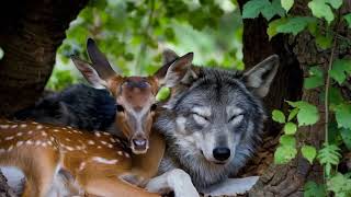 Best Friends The Deer and the Wolf animalshorts [upl. by Grinnell]