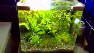 Planted Puffer Nano [upl. by Dustman]