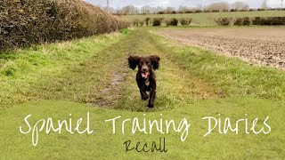 Gundog Training  Recall [upl. by Anyak24]