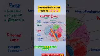 Structure Of Human BrainHuman BrainForebrainMidbrain and Hindbrain Function of human brain 🧠🧠 [upl. by Pet]