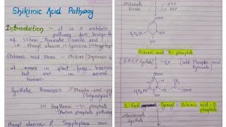 Shikimic acid pathway pharmacognosy  BPharmacy unit 15 sem  Synthesis of amino acid [upl. by Nomae]