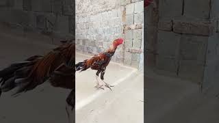 Golden misri poultry farming  Lohman brown  hen farming in pakistan [upl. by Sinnel]