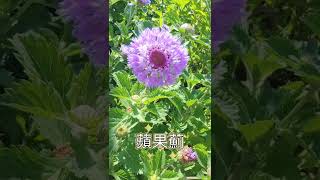 夏季の玫瑰園 Ep4：藍冠菊盛開｜有蘋果的香氣｜植株強健｜又稱蘋果薊｜Brazilian Buttonflower｜Centratherum punctatum [upl. by Neelyaj443]