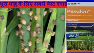 धान के भुरा माहू का रामबाण दवाईcorteva ka pexalon insecticidetriflumezopyrim10SCtheadvancekisan [upl. by Dreher368]