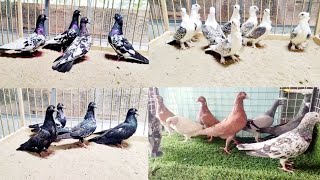 Fancy pigeon sale kabutar ki video Top quality pigeon kabootar breeding pairsuper pigeon [upl. by Araldo]