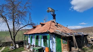 Cornel strica Casuta din Padure ca să nu fiu eu Pașă [upl. by Phillada310]