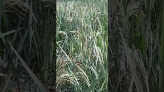 Our Rice After 60 Days Of Planting farming viralvideo ricefarming africa [upl. by Emeric866]