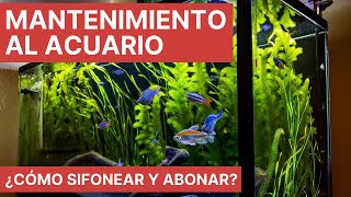 ¡MANTENIMIENTO AL ACUARIO SIFONEO ABONADO Y CAMBIO DE AGUA [upl. by Suilienroc]