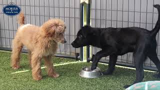 Puppy Socialization Playtime in Montville NJ [upl. by Mikol256]