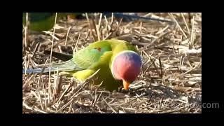 Plumheaded parakeet eating grains from field [upl. by Kit878]