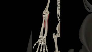 Wrist Joint Ulnar Deviation anatomy science 3danatomy humananatomy [upl. by Amis]