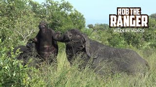 Buffalo Bulls Fighting In Long Grass  African Safari Sighting [upl. by Akkina]