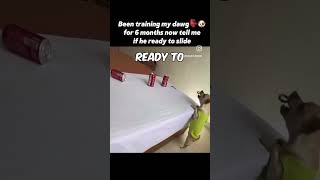 🐶🐾6 Months of Training for THIS Watch Till the End dog🐕 funny Pet hype DogVideos [upl. by Sew]