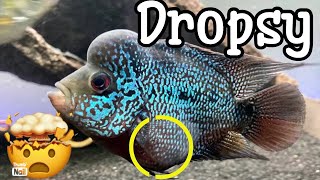 How to treat dropsy disease to ur flowerhorn In Telugu  stomach bulge nitishvlogsTELUGU [upl. by Irehj]