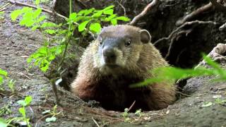 True Facts About the Groundhog [upl. by Eagle]