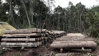 Illegal logging in the jungle [upl. by Kreda494]